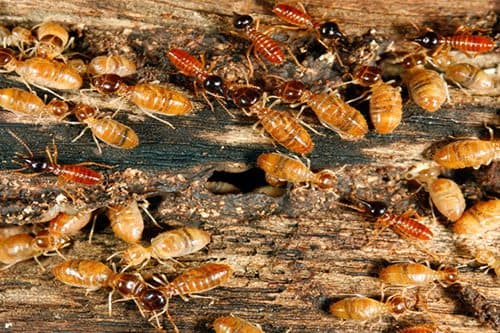 Dawson's Australia - Pest Control Ballarat