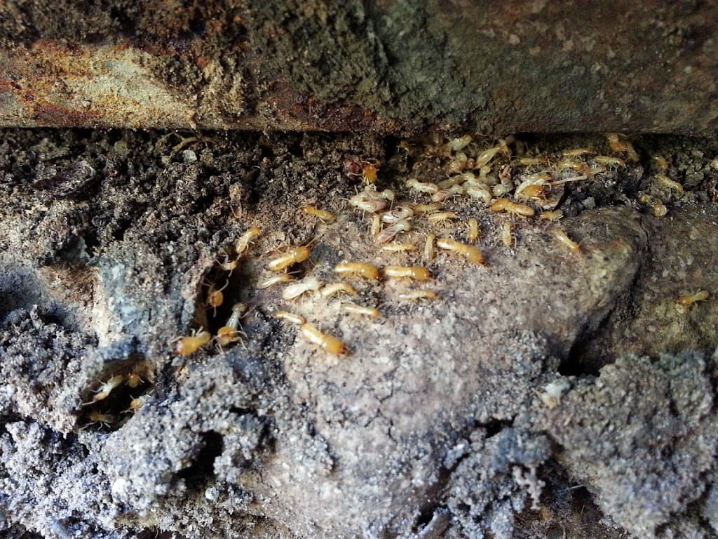 Spinifex Pest Control