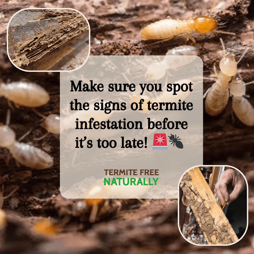 Termite Free Naturally