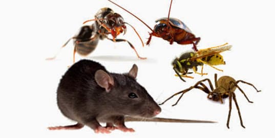 Pest Control North Brisbane
