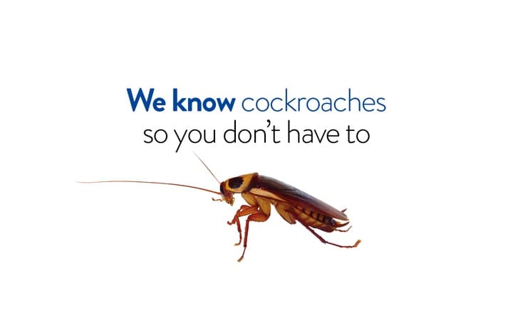 Termitrust Pest Control Dubbo | Termi Home & Commercial