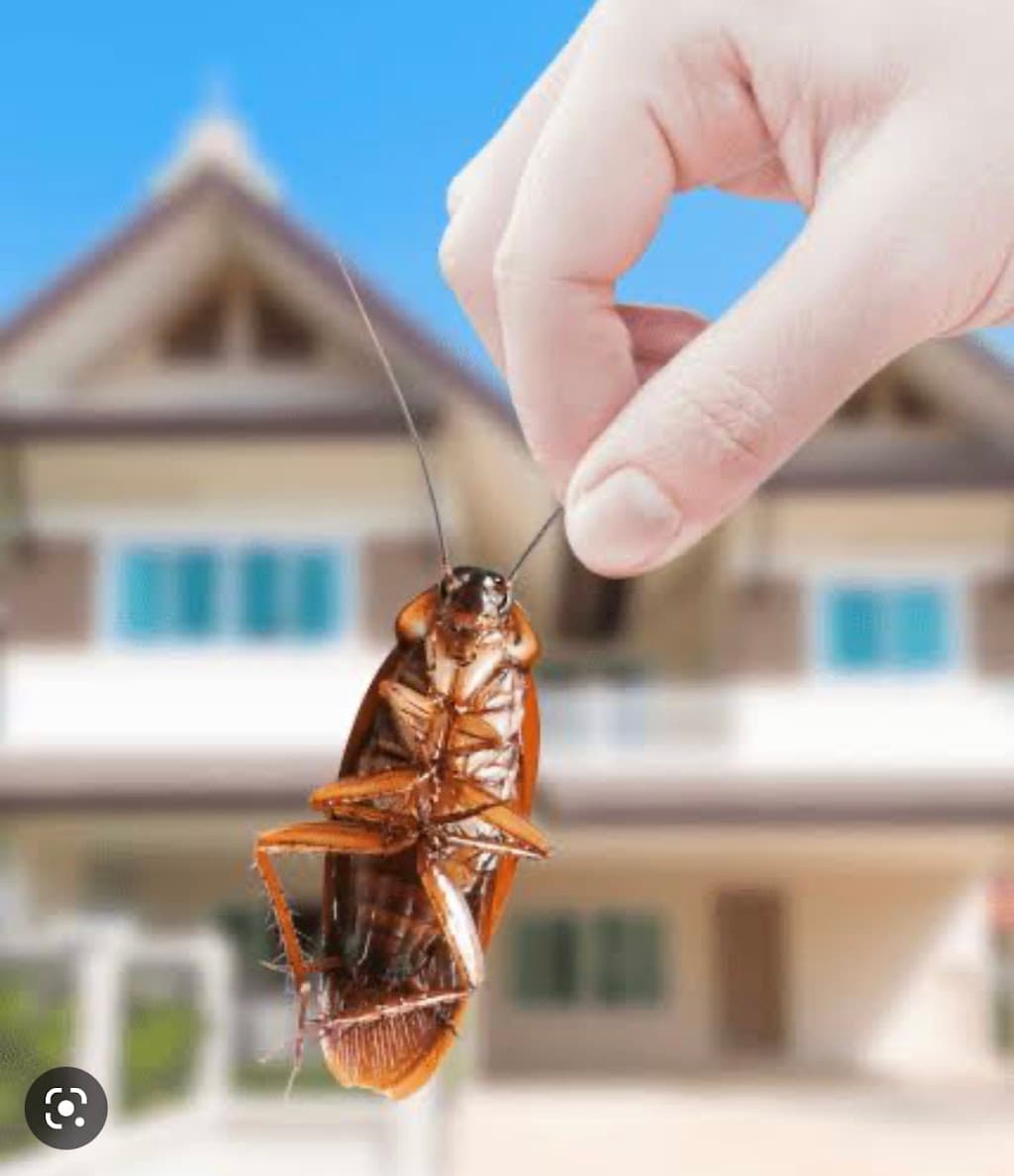 PestOffMan Gold Coast
