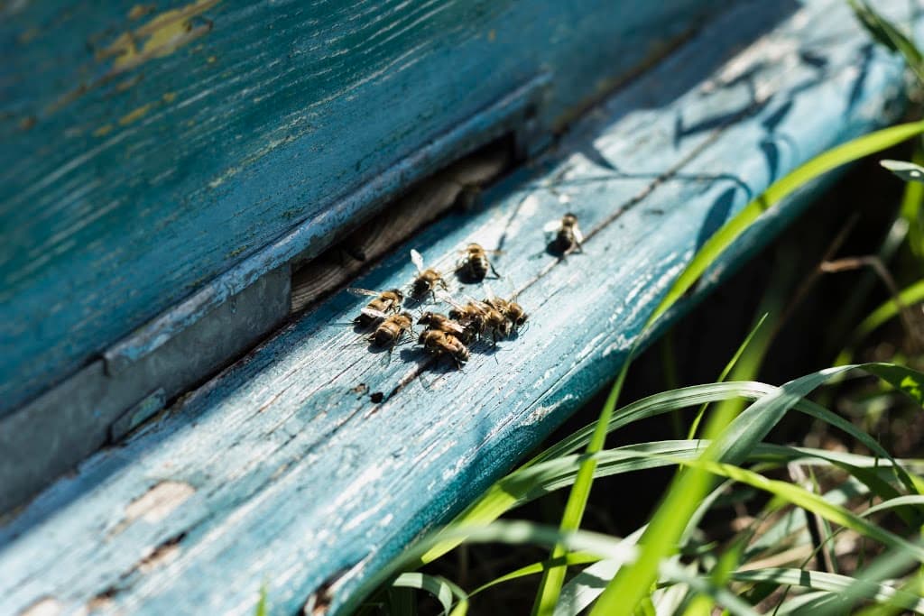 Mandurah Pest Management