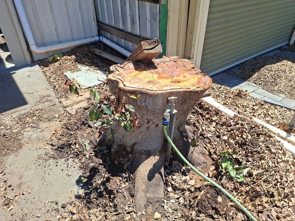 DC Pest Control Adelaide