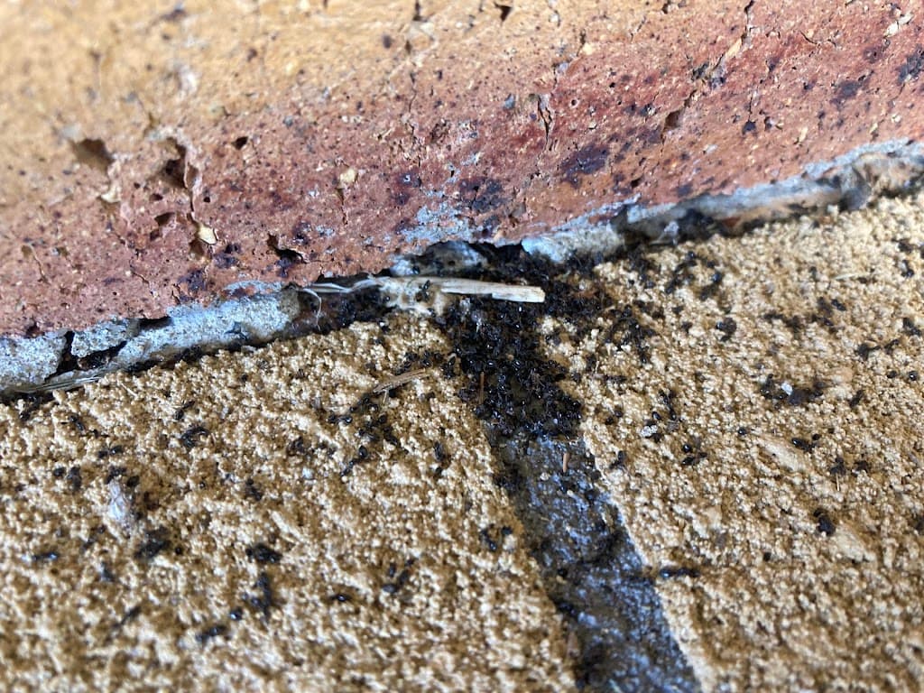 Bang Pest Control - General Pest and Termite Services in Gold Coast