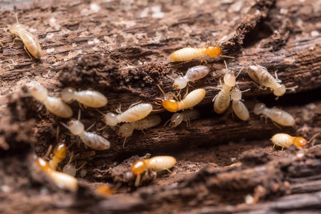 Pestaway Pest Management Cairns
