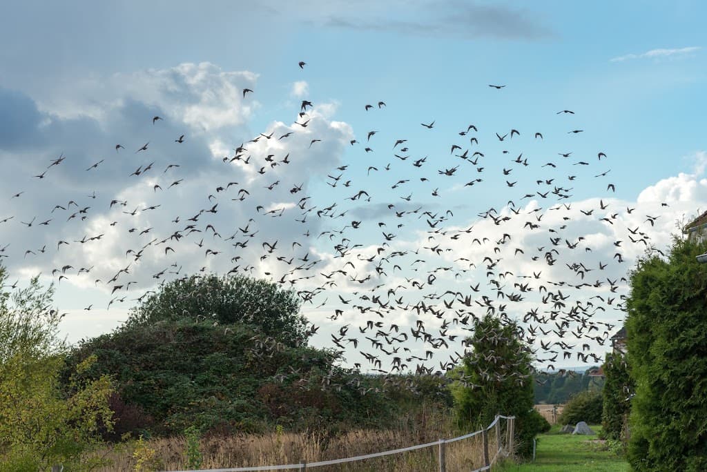 Bird Beam Laser Bird Control Technologies