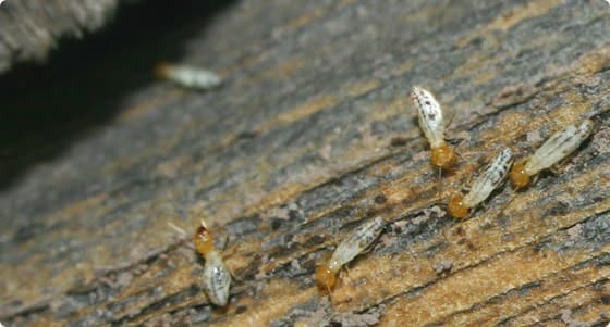 Aussie Professional Pest Control Sunshine Coast