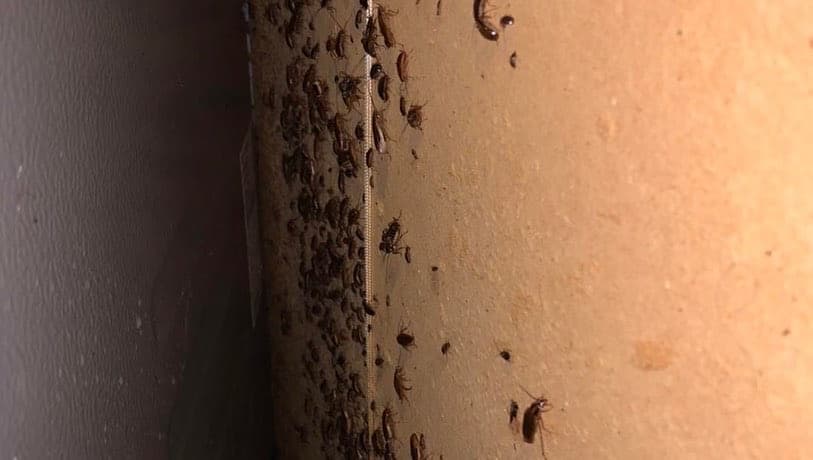 Jashlin Pest Control