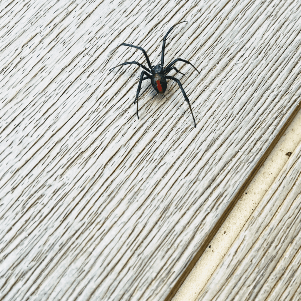 Buck's Pest Management