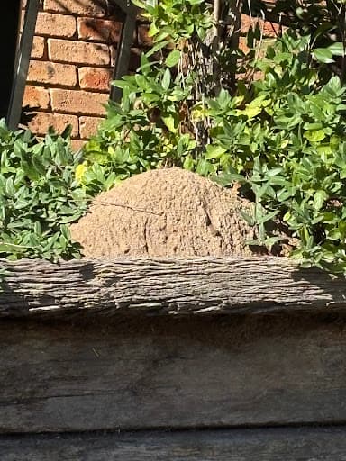 A1 Professional Pest Control — Customer photo