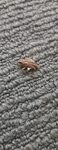 BugsPatrol Pest Management — Customer photo