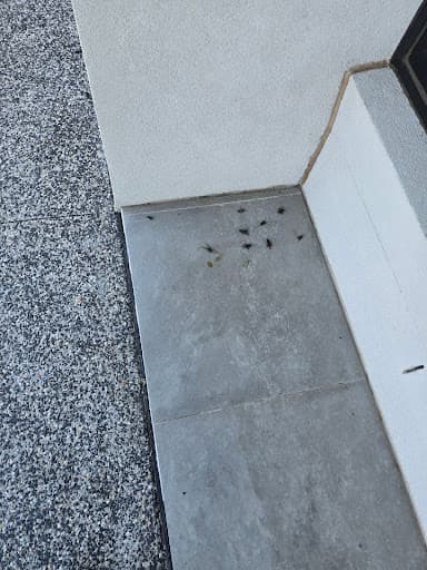 Mr Pest Controller Melbourne — Customer photo