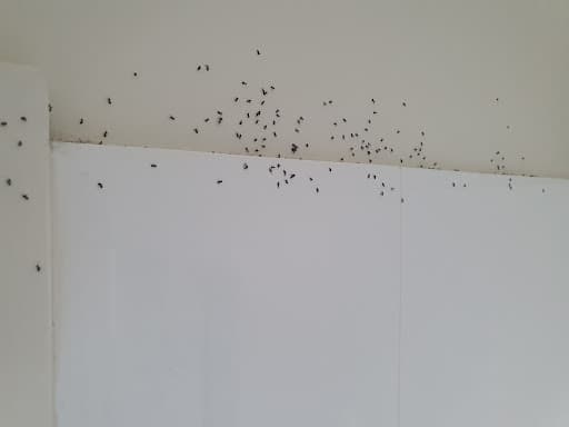 Fraser Coast Pest Control - Pest Australia — Customer photo