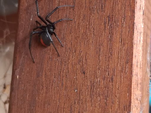 GC Pest Control Gold Coast — Customer photo