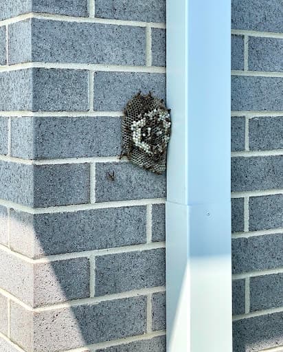 Orange Pest Control Services — Customer photo