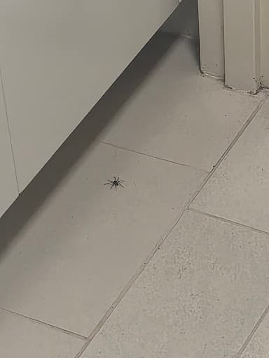 Flick Pest Control Sydney — Customer photo