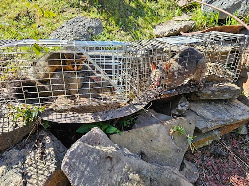 OZ PEST CONTROL CANBERRA — Customer photo