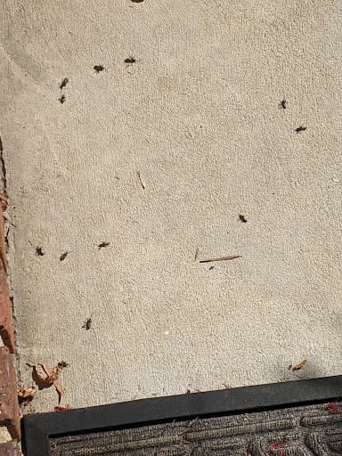 A1 Pest Control Canberra — Customer photo