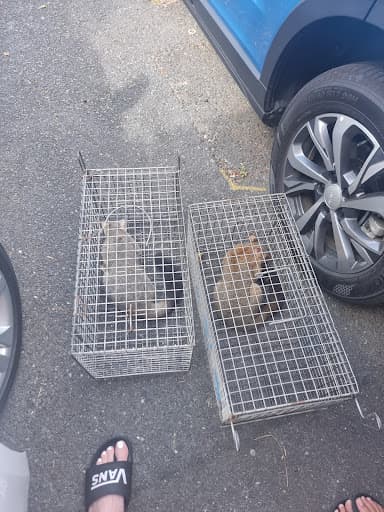 Peter the Possum Man — Customer photo