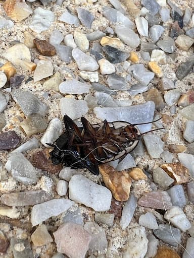 Frontline Pest Management — Customer photo