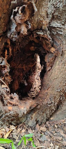 DC Pest Control Adelaide — Customer photo