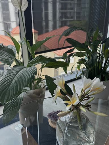 The Pest Project — Customer photo