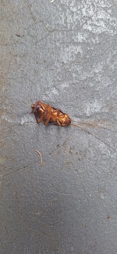 Flick Pest Control Sydney — Customer photo