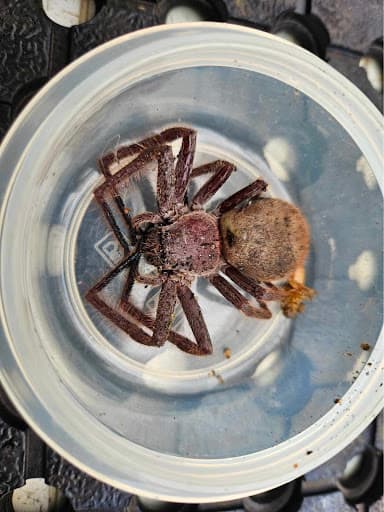 Illawarra Pest Detection — Customer photo