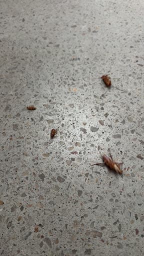 Now Pest Control Sydney — Customer photo