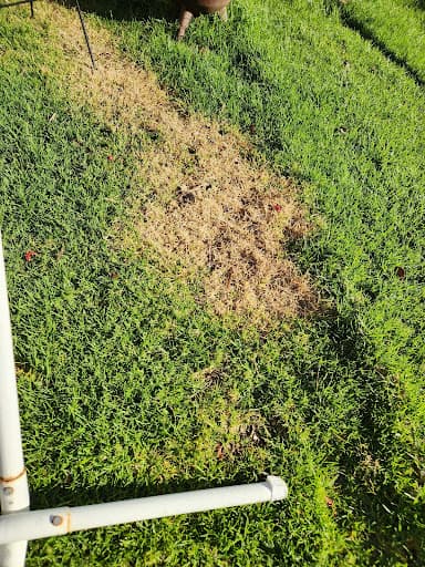 Mr Pest Controller Melbourne — Customer photo