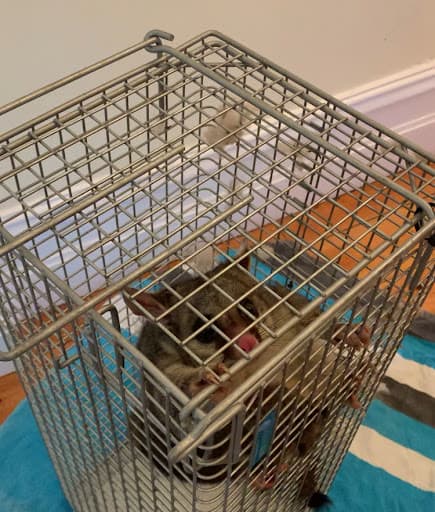 EcoPest Group — Customer photo