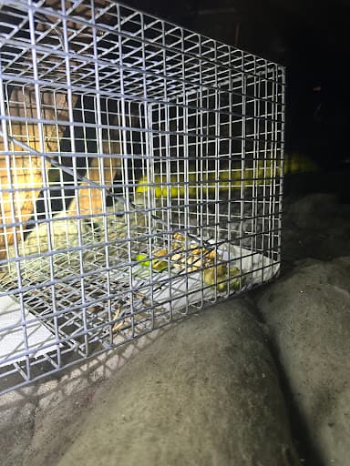 Iconic Pest Solutions | Termite & General Exterminators | Termite Specialists in Sydney — Customer photo