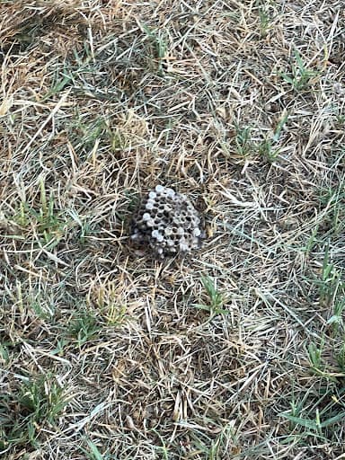 BugsPatrol Pest Management — Customer photo