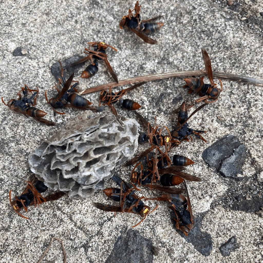 Now Pest Control Sydney