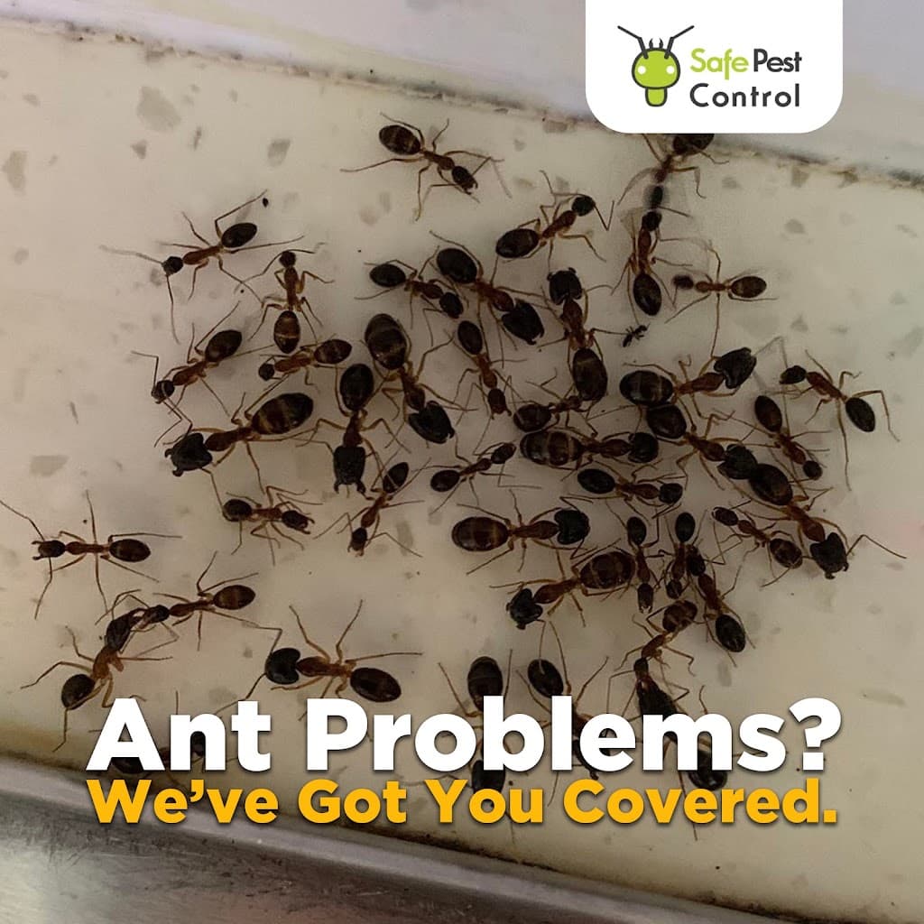 Safe Pest Control Sydney