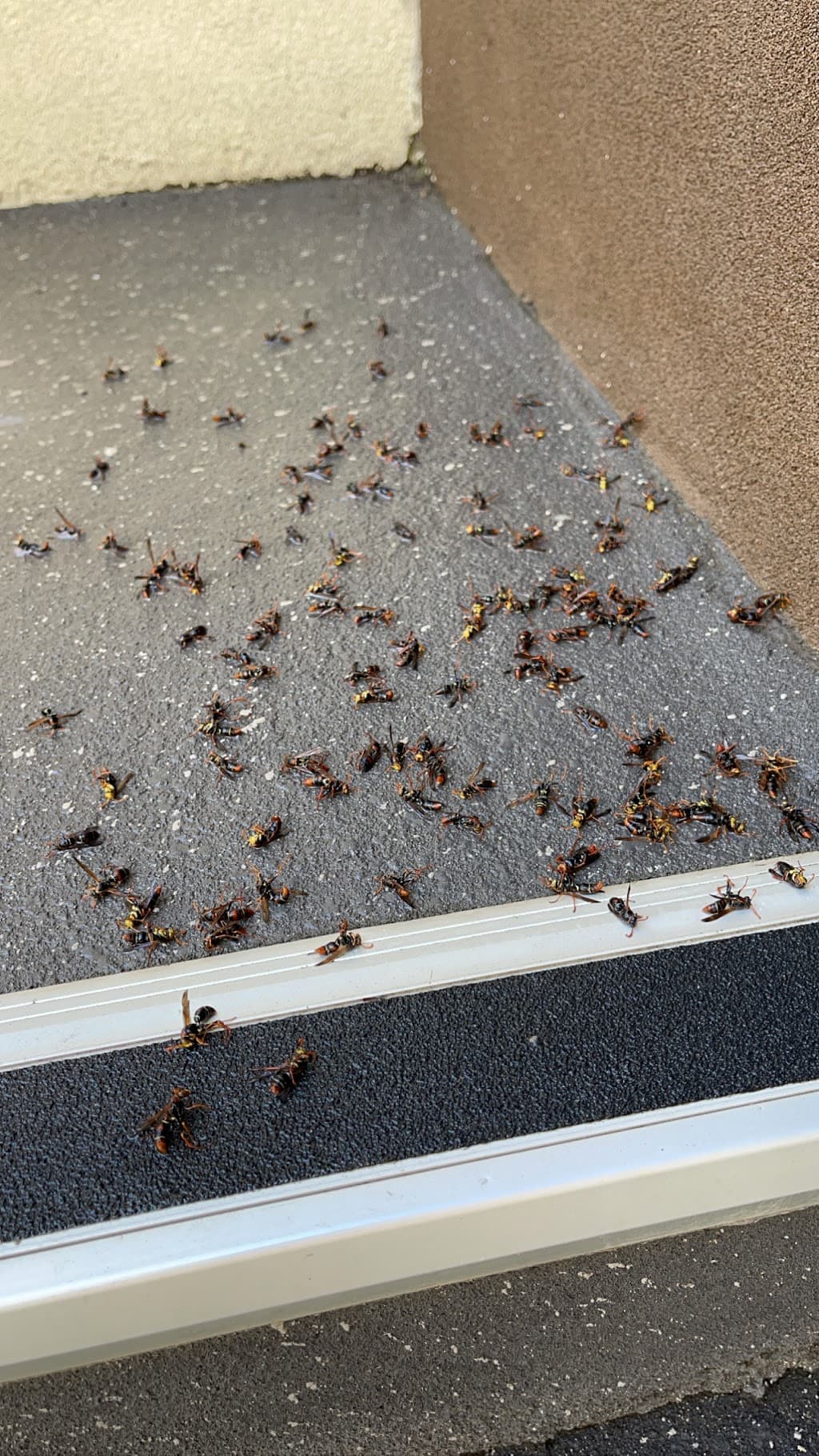 Sydney Wide Pest Solutions