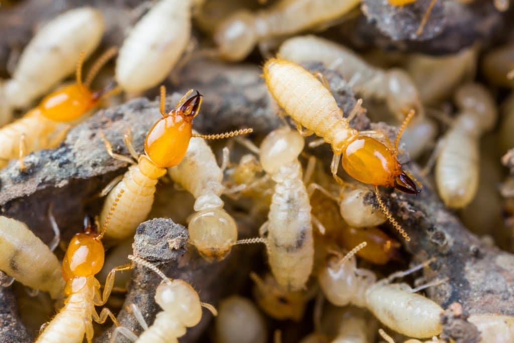 Safe Pest Control Sydney