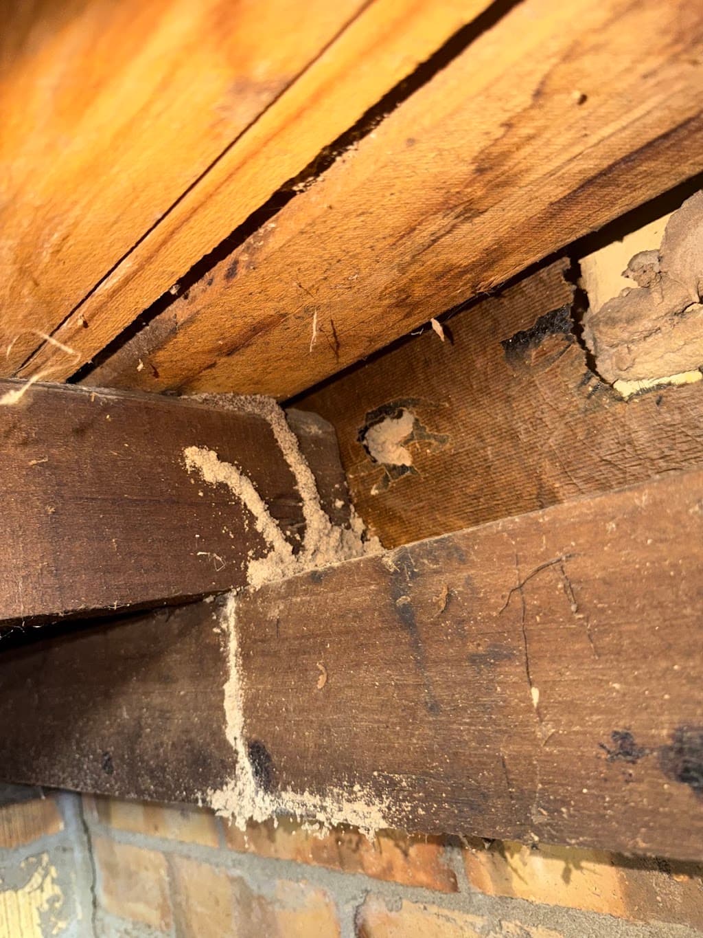 Ultimate pest solutions & property maintenance