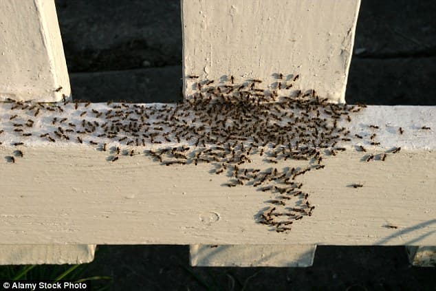 Ecoguard Pest Control Brisbane - Pest Inspection Brisbane