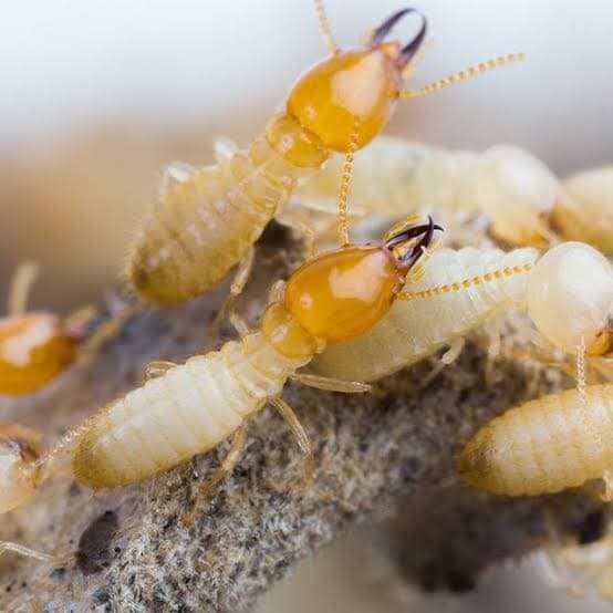 Pest Power Sydney | General Pest Control and Termite Treatment Specialist