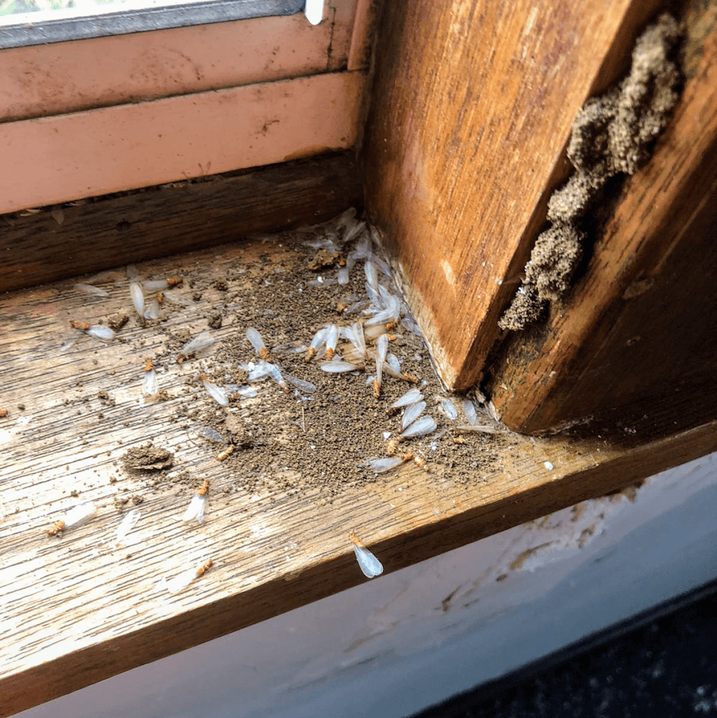 Killmore Pest Control Services Sydney