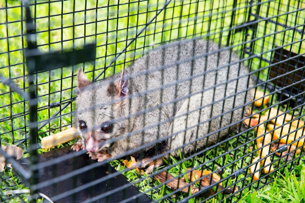 Jim's Termite & Pest Control Bathurst