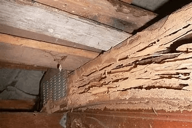 ATRAX SERVICES PEST CONTROL