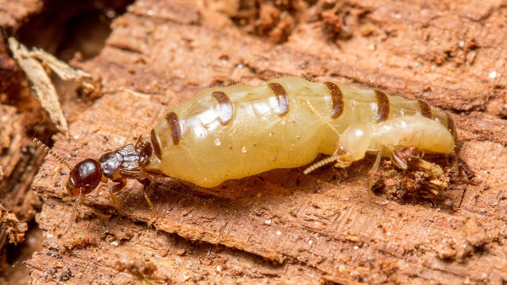 Active Termite Control