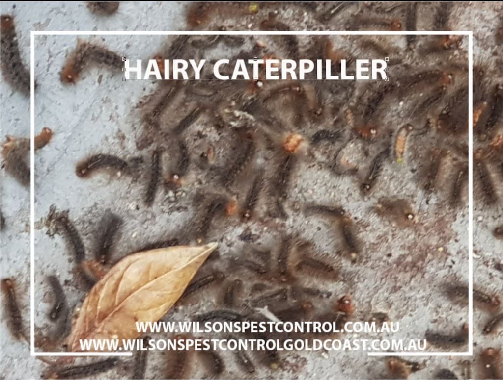 Wilson's Pest Control Sydney