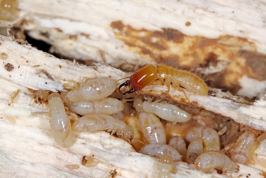Brisbane Termite & Pest Control