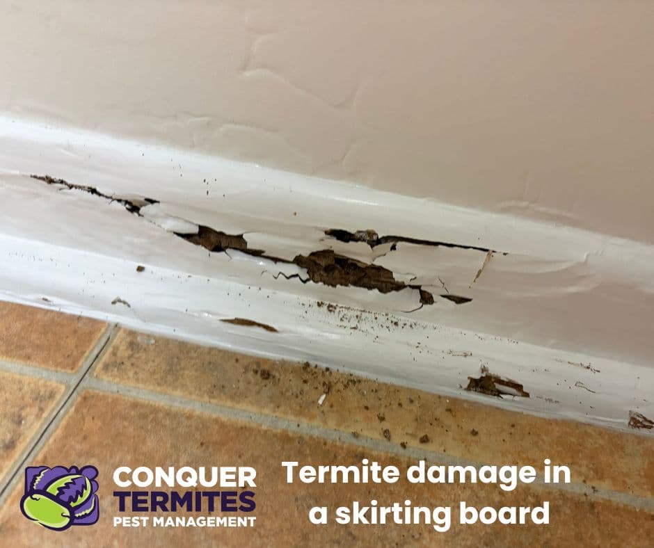 Conquer Termites Pest Control Brisbane South