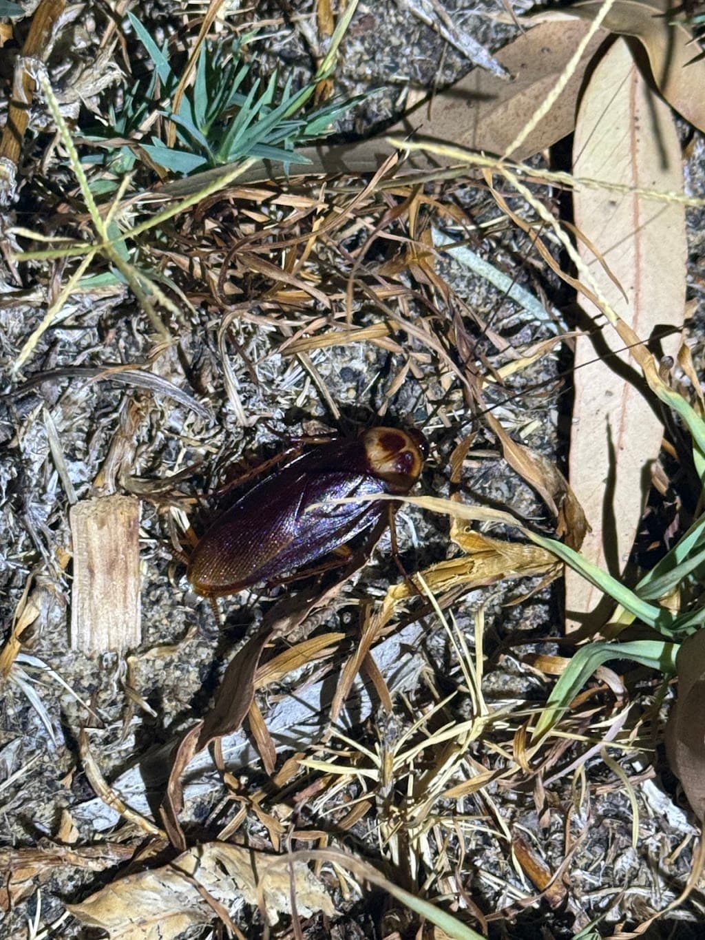 Economy Pest Management
