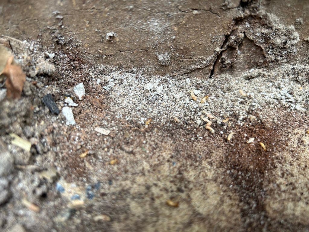 Tom's Pest Control Melbourne